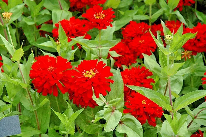 Red Zinnia Flower Summer Flowering Annual Cherry Cut 301 Seeds - $9.80