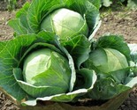 100 Cabbage Seeds Danish Ballhead Heirloom Non Gmo Fresh Fast Shipping - £7.22 GBP