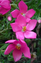 Orphium Frutescens RARE SEA ROSE South Africa PINKEST pink flowers seed 20 seeds - £7.10 GBP