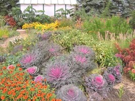 50 Mixed Ornamental Cabbage Flowering Brassica Oleracea Seeds Fresh Seeds Garden - $15.00