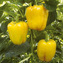 10 Sunbright Yellow Sweet Pepper Seed Sweet Pretty USA Fast Shipping - $13.90