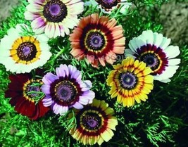 20 seeds Heirloom Tricolor chrysanthemum Rainbow Colors - $10.75