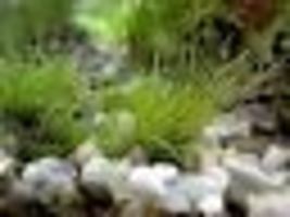 Aquarium Plant Decoration Dwarf Hairgrass Mini Eleocharis Parvula Vitro ... - £22.98 GBP
