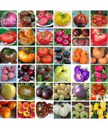  Tomato Giant 36 Types of Fruits 100/ black white blue purple red pink S... - $6.00