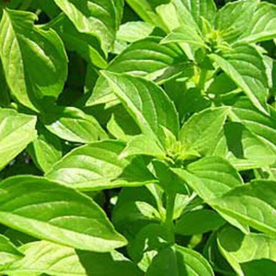 Lemon Basil Seeds 600 Seeds Planting USA - £7.56 GBP