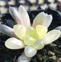 Lot Of 50 Semillas De Boulangerie Haworthia Cooperi Bonsaï Succulent Seeds Yu Lu - £14.96 GBP