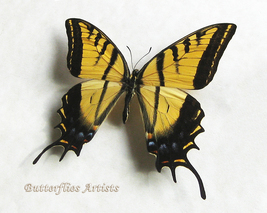 Two-Tailed Papilio Multicaudata Grandiosus XL Rare Butterfly Framed Shadowbox - $109.99