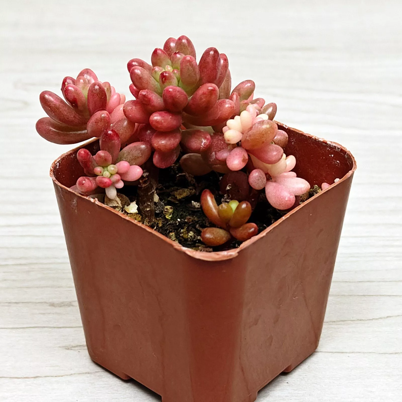 Succulent Live Plant - Sedum Rubrotinctum Aurora : Pink Jelly Bean - In ... - $15.50