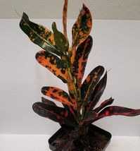 Batik Croton Plant, Colorful 2 inch live houseplant, Codiaeum variegatum image 3