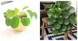 Chinese Money Plant (Pilea Peperomioides) Live in Pot (NO HEAT PACK) - £41.68 GBP