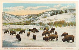 Buffalo Herd, Mammoth Hot Springs, Yellowstone Park, vintage postcard - £9.36 GBP