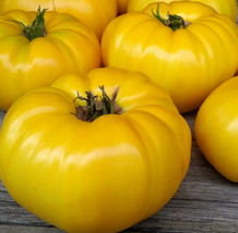 RAFHSTORE Yellow Beefsteak Tomato Seeds 20 Garden Vegetables Indeterminate US SE - £7.26 GBP