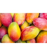 Seedling Palmer Mango (mangifera Indica) Tropical Live Fruit Tree (10in ... - $73.99