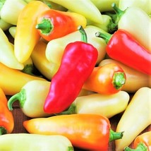 Santa Fe Grande Pepper Spicy Guero Yellow Hot Chili Vegetable Fresh Garden USA S - £8.04 GBP