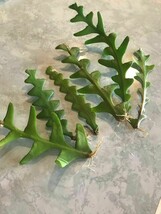 FIVE (5) ROOTED CUTTINGS FROM A RIC RAC/FISHBONE CACTUS - $13.86