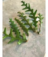FIVE (5) ROOTED CUTTINGS FROM A RIC RAC/FISHBONE CACTUS - $13.86