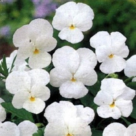 50 Pansy Crystal White Pansy Seeds Flower Seeds Fast Grow - $13.60