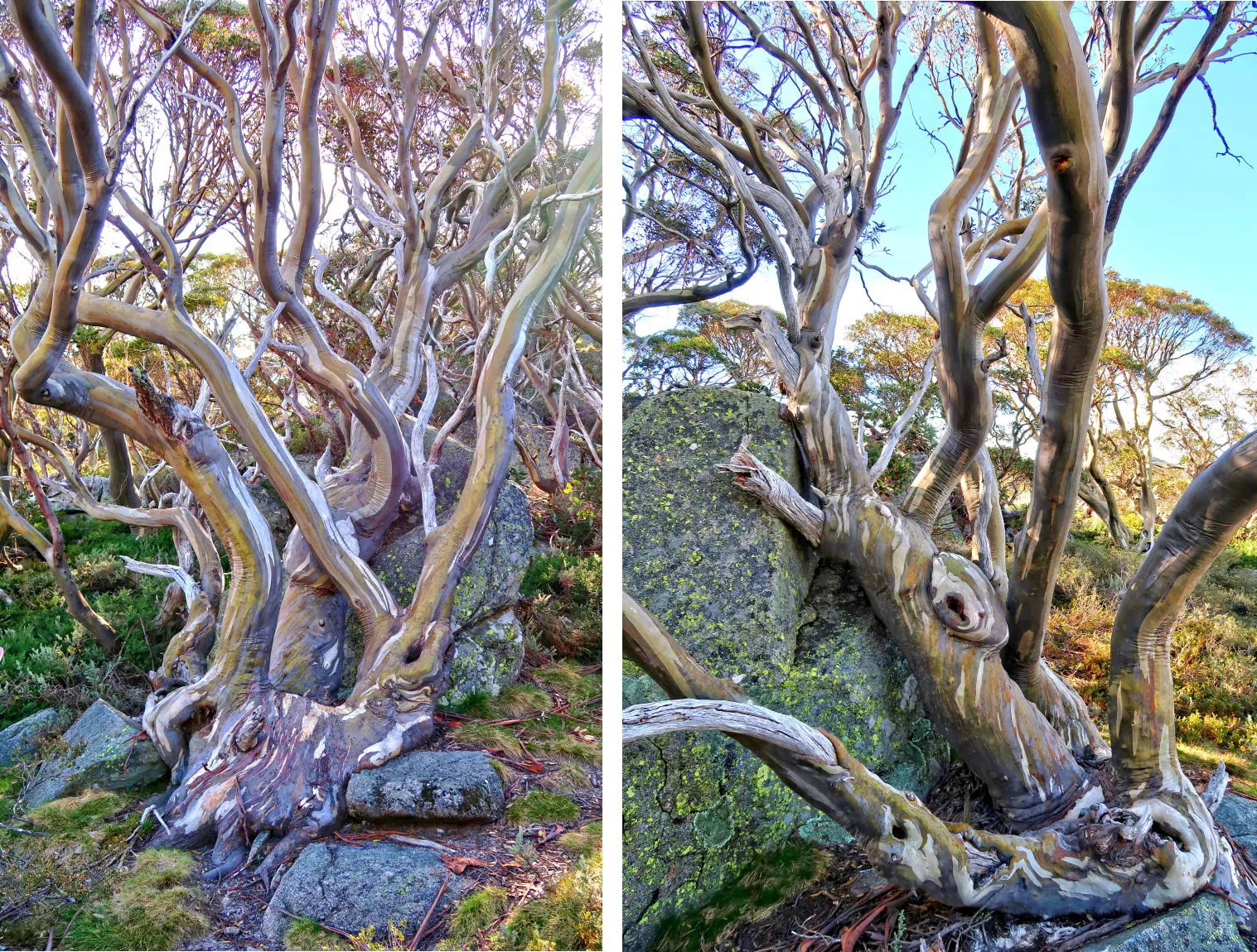 Alpine Snow Gum (Eucalyptus Pauiciflora) 50 Seeds - $6.30