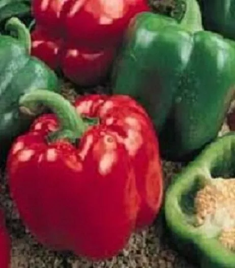 200 Pepper Seeds Sweet Yolo Wonder Pepper Seeds Easy To Grow - £11.79 GBP