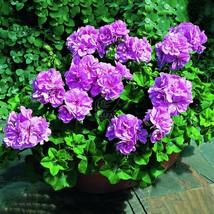 Geranium Fully Purple Double Petals Ball Typed Flowers 10 Seeds Gardening USA Se - £10.73 GBP