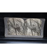 Antique Keystone Co Stereoview Bird Loggerhead Shrike at Nest Nature Rar... - $19.99