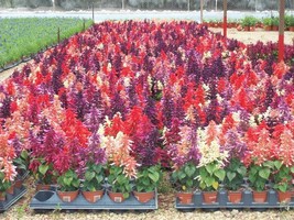 50 Pink Red White Salvia Seeds Flower Seed Perennial Flowers Hummingbird - £10.06 GBP