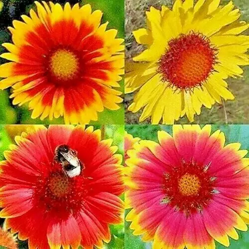 200 Blanket Flowers Hummingbird Mix Seeds Perennial Sunflower Spring - £3.63 GBP