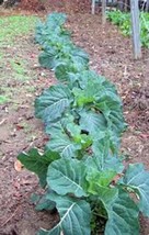 200 Seeds Collard Green Champion Quick Sprout Heirloom Seeds Create Lush Gardens - £6.61 GBP