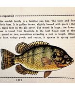 Rock Bass 1939 Fresh Water Fish Art Gordon Ertz Color Plate Print PCBG20 - $42.03 CAD