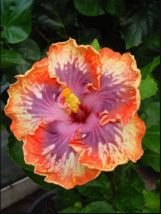 20 Orange Purple Hibiscus Seeds Flowers Perennial Flower Seed Bloom - £11.71 GBP