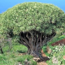 10 Dragon Tree Dracaena Draco Canary Island Drago Blood Asparagus Yucca Succulen - $14.90