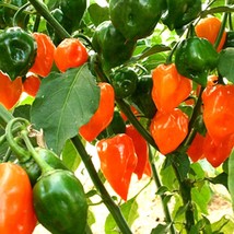 New Seeds Habanero Orange Pepper Seeds 5 Pcs Spicy Garden Addition Hot Peppers U - $7.77