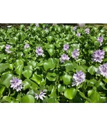 2 MEDIUM Water Hyacinth Plants for ponds - £7.79 GBP