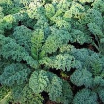 Blue Curled Scotch Kale - Organic Heirloom Seed Most Popular Variety On The Mark - $3.98