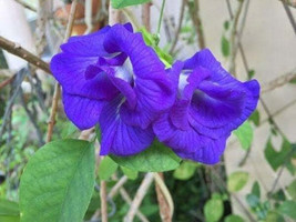 GIB Clitoria ternatea | Double Blue | Blue Pea Vine | 10 Seeds - £11.99 GBP