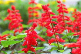 300 Sage RED SCARLET SALVIA Seeds Annual Perennial Hummingbird Flowers Seed - $13.56