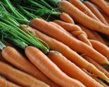Scarlet Nantes Carrot Seeds 1000 Vegetable Garden Salad Soups Fast Shipping - $8.99