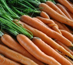 Scarlet Nantes Carrot Seeds 1000 Vegetable Garden Salad Soups Fast Shipping - £7.07 GBP