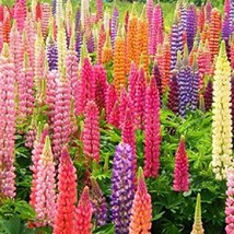 25 Rainbow Mix Lupine Seeds Flower Perennial Seed Bloom Flowers Fresh Ga... - $9.78