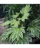 KKG Fatsia Japonica Spiders Web Japanese Aralia Seeds Very Exotic Fresh ... - $9.89
