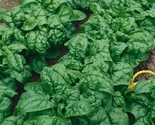 Spinach Seed Bloomsdale Long Standing Heirloom Organic Non Gmo 50 Seeds - £7.22 GBP