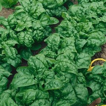 Spinach Seed Bloomsdale Long Standing Heirloom Organic Non Gmo 50 Seeds - £7.10 GBP