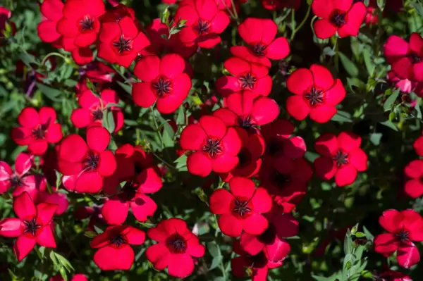 500 Red Scarlet Flax Linum Grandiflorum Rubrum Flower Seeds Fresh - £7.86 GBP