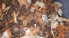 15 Dairy cow Porcellio laevis  isopods Free Shipping - $18.69