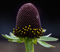 30 Seeds Green Wizard Rudbeckia Flower  - $16.65
