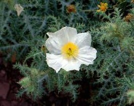 50+ White Prickly Poppy Flower Seeds Giant 4 Inch Blooms - $9.88