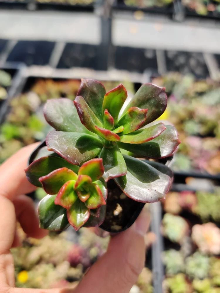 2 pot succulent Plants Echeveria Multicaulis - $19.82