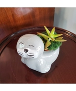 Seal Planter with Live Succulent, Stanley the Seal, Animal Planter Plant... - £15.97 GBP