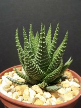 Haworthia Fasciata attenuata rare succulent plant gasteria exotic cactus 4&quot; pot - £9.56 GBP