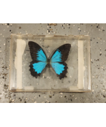 BUTTERFLY-Papilio Ulysses Blue-Vintage Plastic Case - €32,34 EUR
